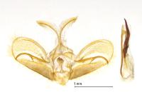 Nomophila noctuella