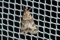 Eudonia mercurella