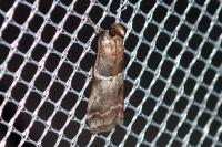 Alophia combustella