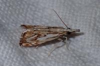 Catoptria falsella