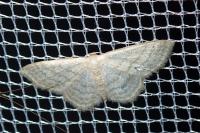 Idaea subsericeata