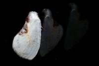 Cilix