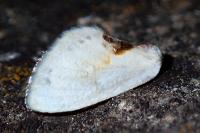 Cilix