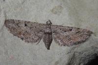 Eupithecia pusillata