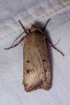 Agrotis trux