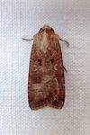 Agrotis trux