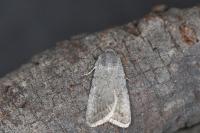 Caradrina montana rougemonti