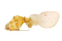 Caradrina montana rougemonti