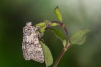 Polymixis xanthomista