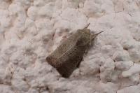 Hoplodrina ambigua