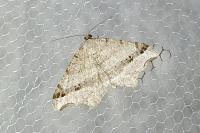 Macaria alternata