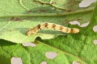 Eupithecia virgaureata
