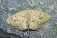Yezognophos vittaria