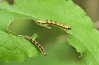 Eupithecia virgaureata