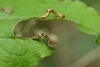 Eupithecia virgaureata