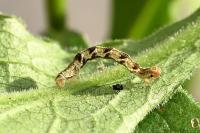 Eupithecia virgaureata