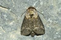 Abrostola asclepiadis