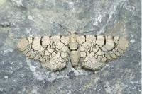 Eupithecia venosata/schiefereri