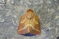 Malacosoma castrense