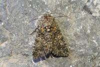 Hadena filograna