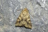 Conisania luteago olbiena