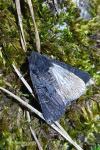 Aporophyla nigra