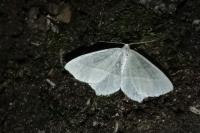 Campaea margaritaria