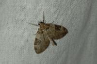 Thera vetustata