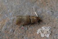 Acrobasis repandana