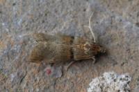 Acrobasis repandana