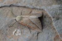 Compsoptera opacaria