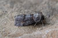Cymatophorina diluta