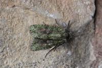 Dryobotodes eremita
