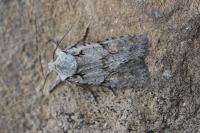 Lithophane ornitopus