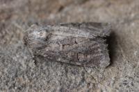 Luperina testacea