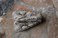 Meganephria bimaculosa
