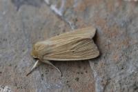 Mythimna pallens