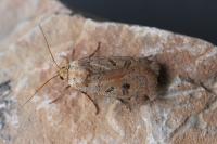 Noctua interposita