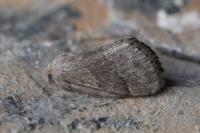 Trichiura crataegi