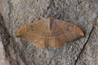 Watsonalla binaria