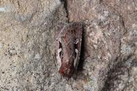 Xestia agathina
