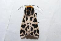Cymbalophora pudica