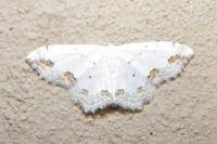 Scopula ornata