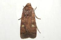 Xestia xanthographa