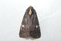 Mesapamea secalella/secalis