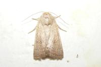 Hoplodrina ambigua/blanda