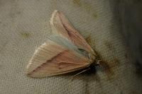 Rhodometra sacraria