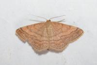 Scopula rubiginata