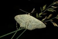 Scopula marginepunctata