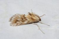 Cynaeda dentalis